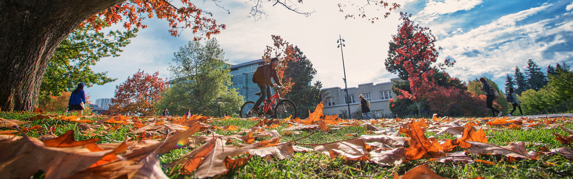 phd accounting ubc