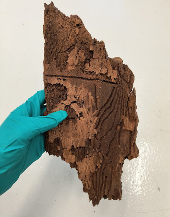 hand holding piece of tree bark
