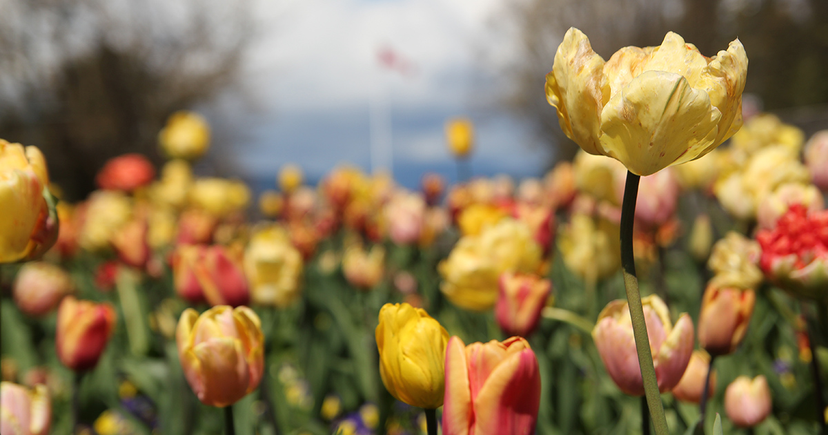 Tulips on Main Mall, looking toward the flap pole, spring 2017. 