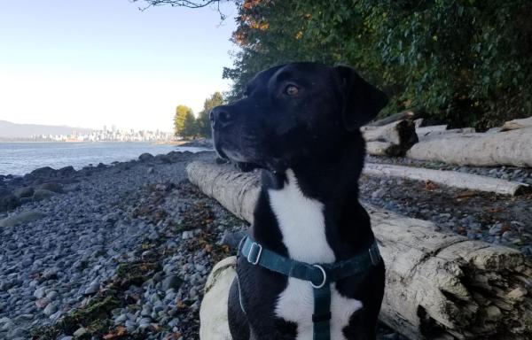 Black dog with white markings in a blue harness sitting on a rocky beach with downtown Vancouver and a forest in the background
