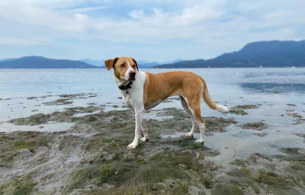 Tan and white medium-sized dog standing on sand and seaweed at the edge of the ocean with mountains in the background