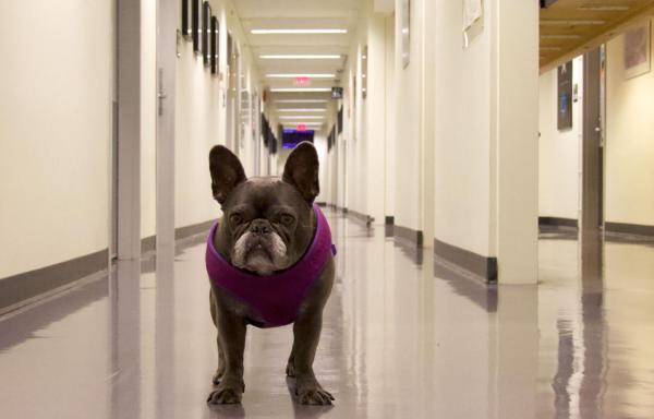 Grey French bulldog wearing a purple harness in a hallway at the Buchanan C building