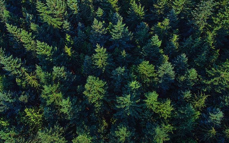 Ariel shot of trees on UBC campus. Credit: Martin Dee/UBC Communications and Marketing