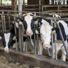 Picture of Marques, Jessica