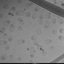 Lipid nanoparticles containing 5nm iron nanoparticles! I love nanoparticles!