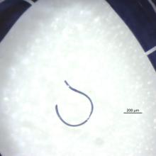 Microplastic fiber found in Alta Lake, British Columbia.