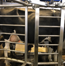Technological advancements in the dairy industry: automated milking robots, rumination/activity collars provide valuable, cow-specific, data at the touch of a button!